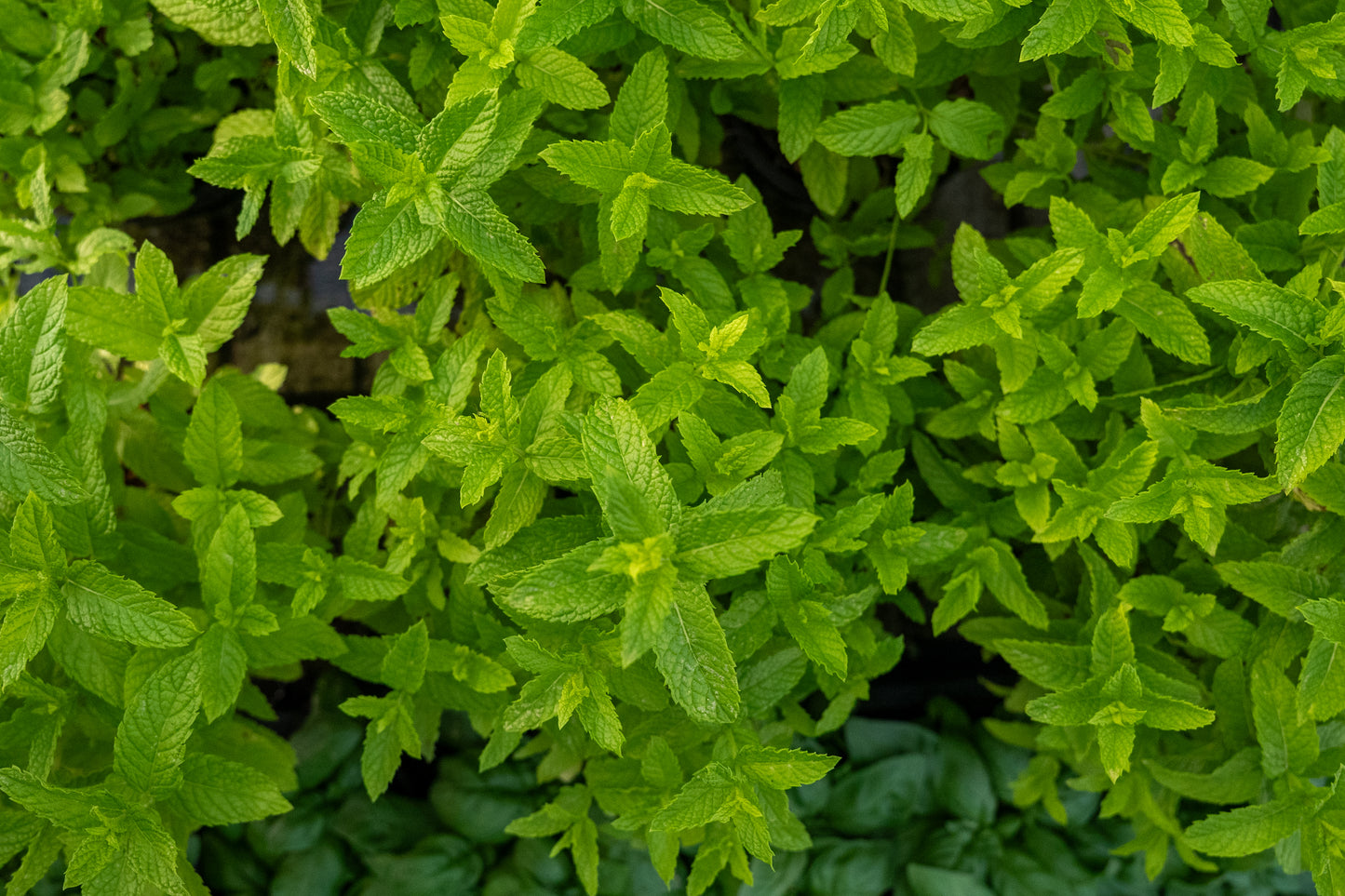 Menta