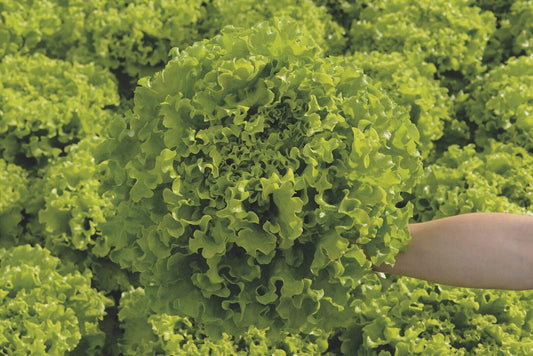 SALATA BATAVIA