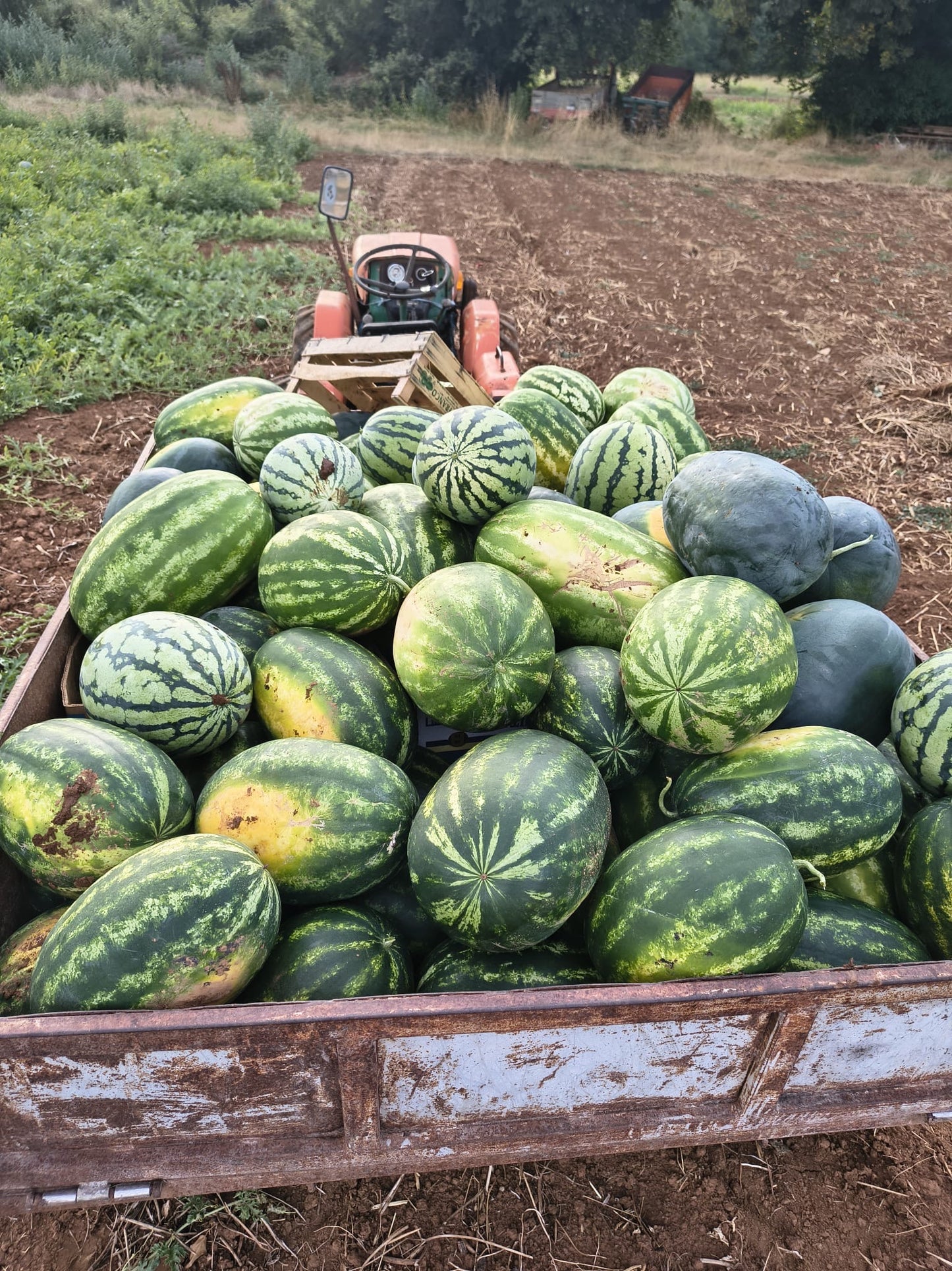 Lubenica 1kg