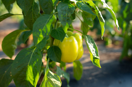 PAPRIKA BABURA 1kg