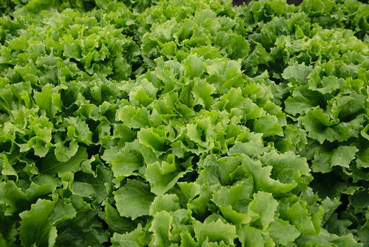 ENDIVIJA