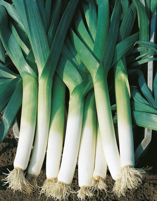 PORILUK