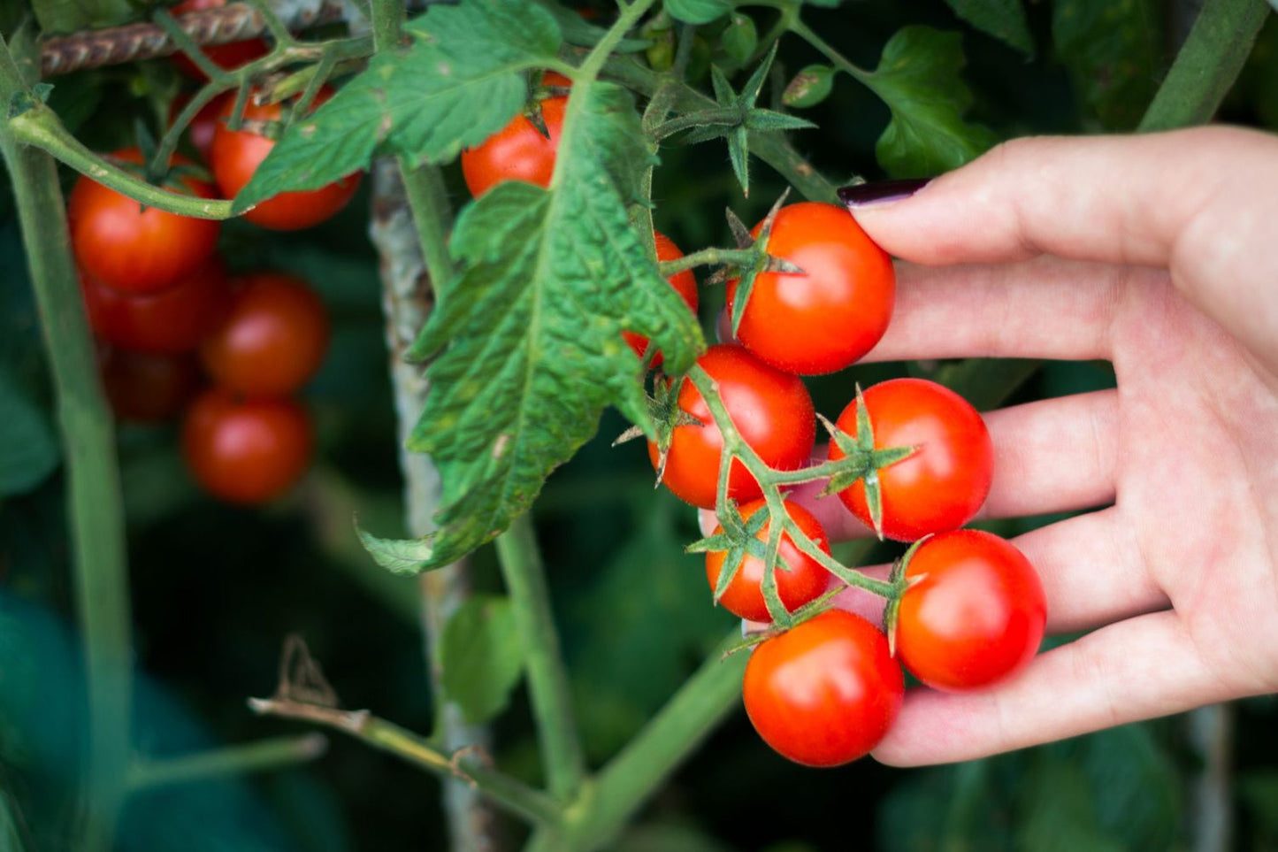 Visoki pomidor- Cherry