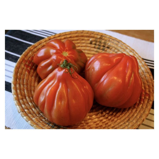 Canestrino