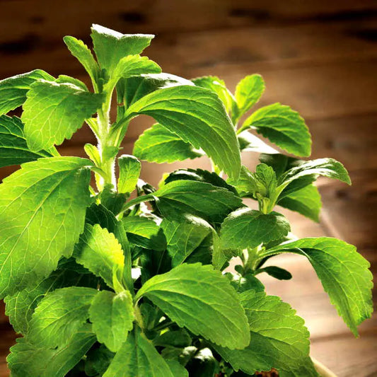 Stevia